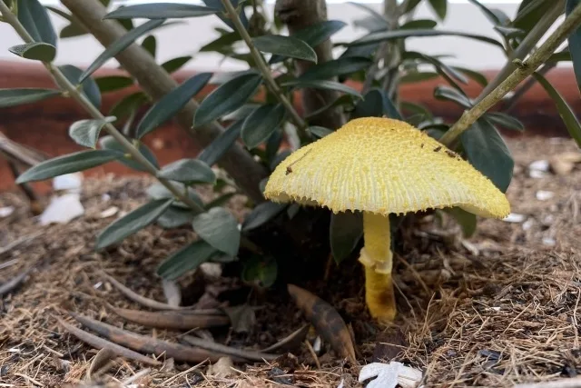 観葉植物にきのこ!スピリチュアルな意味と対処法
