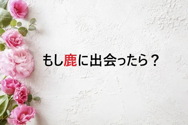 もし鹿に出会ったら？